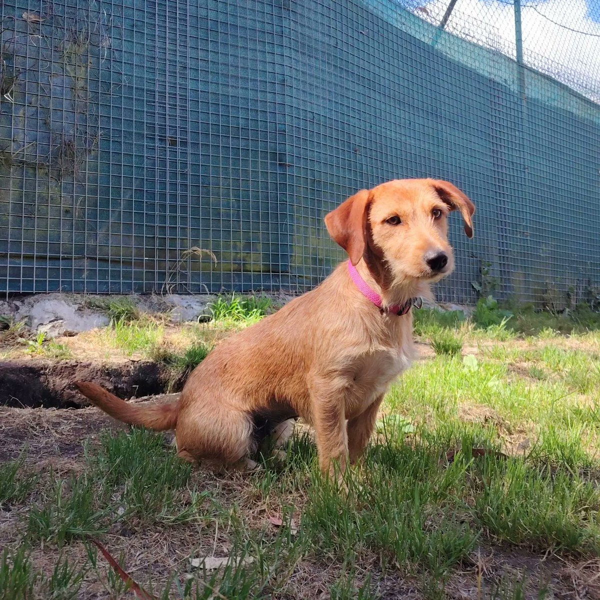 agatocan's tweet photo. Rosalia es todavía una cachorra, acaba de cumplir catorce meses y pesa diez kilos. Entró en el refugio con su hermanito Bimbo. Bimbo ha tenido más suerte y ya tiene familia, pronto se marchará con ella y Rosalia se queda sola. https://t.co/L4cyWww4tb
