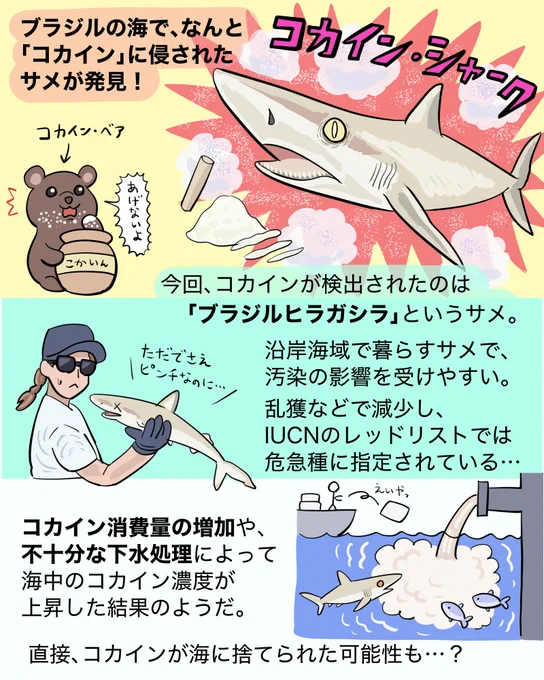 「コカイン・シャーク」現る!? 
#いきものニュース図解 