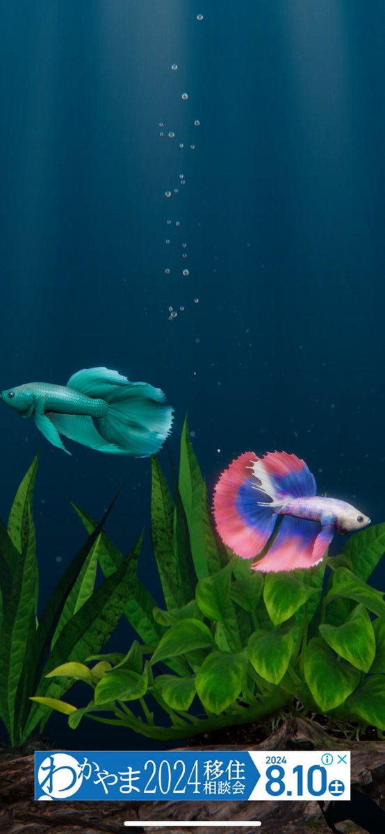 NimoBetta tweet picture