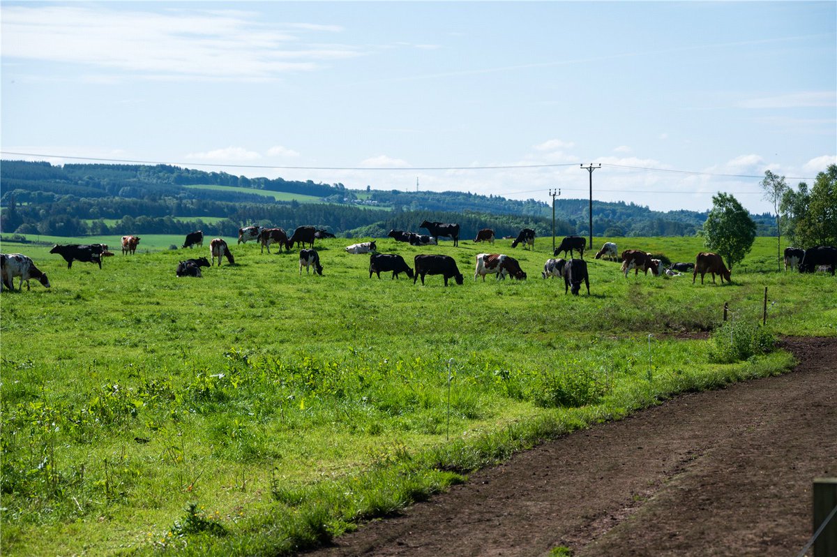 CLOSING DATE SET
WATERSIDE FARM, DUNBLANE, STIRLING
⏰WEDNESDAY 21ST AUGUST 2024 AT 12 NOON⏰

An excellent mixed arable and dairy unit within rural Stirling
About 112.78 Ha (278.68 Acres)
For sale as a whole
📲galbraithgroup.com/.../str120130-…
☎️01786 434600
📧stirling@galbraithgroup.com