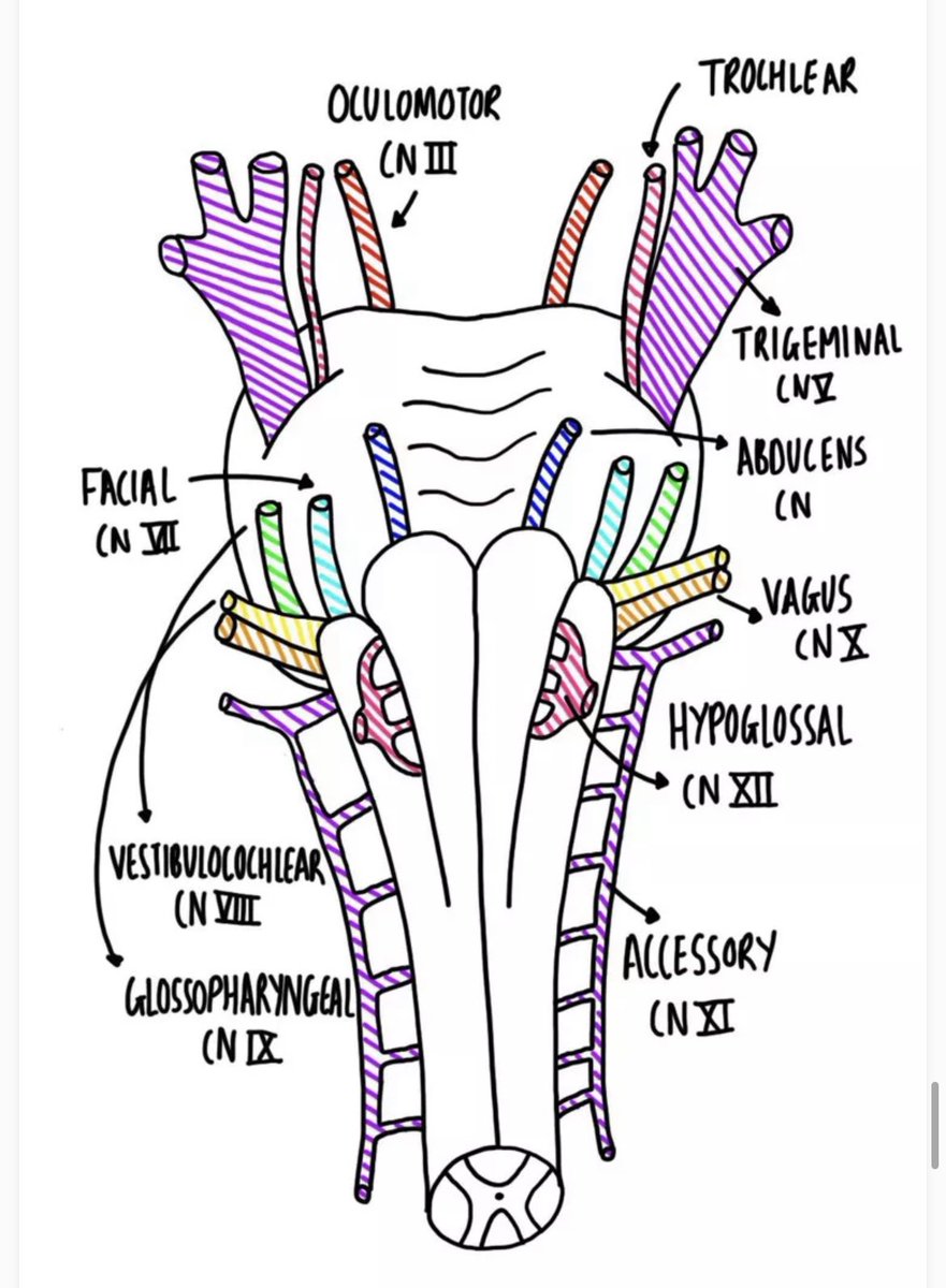 OGdukeneurosurg's tweet photo. Brain and brainstem by little medic https://t.co/vk5wh4wCzi