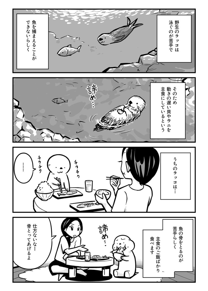 ラッコのご飯について。