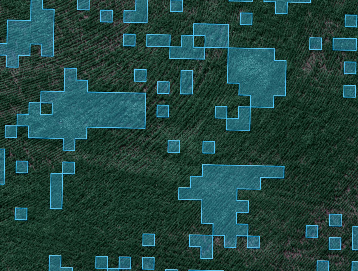 Working on radish in wheat detection with the same model at the moment, flight height much lower for higher resolution, but still picking up most larger weeds.