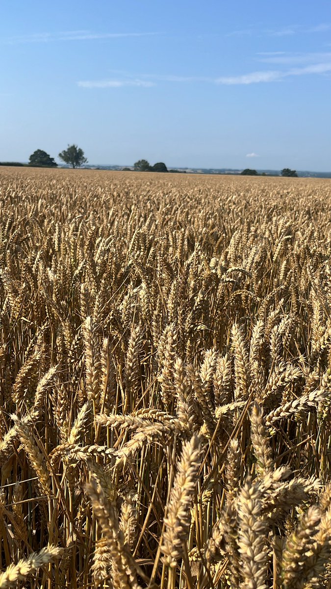 8 attempts to complete a relatively short conversation, whilst I’ve got “5G.”
Rural phone signal is awful. 😣 

Here’s some wheat on a nice day for balance.