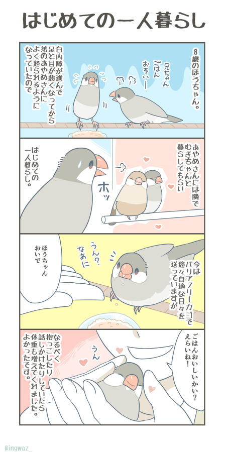 はじめてのひとり暮らし。

#buncho  #文鳥 #漫画が読めるハッシュタグ 