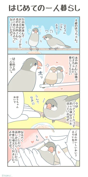 はじめてのひとり暮らし。

#buncho  #文鳥 #漫画が読めるハッシュタグ 