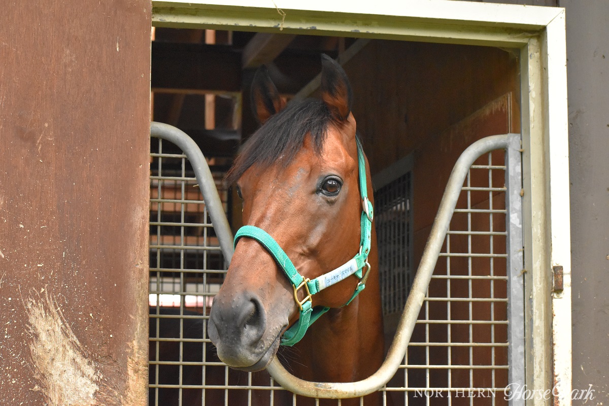 northern_horse's tweet photo. 2020年の阪神大賞典を制し、中～長距離戦線で活躍したユーキャンスマイルが新たに見学きゅう舎に仲間入りしました！パークに来て間もないですが、環境にも慣れて穏やかな表情をしています。きゅう舎3にて見学いただけますので、ぜひ会いに来てくださいね！ https://t.co/hIhnKNrK5s