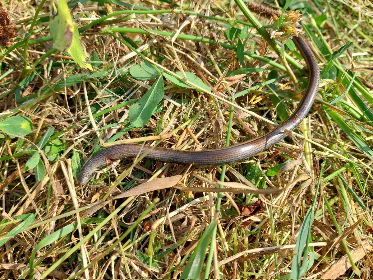 The mower man has just been through my verge that I've been managing for wild flowers and insects, it was full of red clover, knapweed and buzzing with bees, now all gone. Mangled a slow worm for good measure <a href="/LGSpace/">Little Green Space 🦋</a> <a href="/Love_plants/">Plantlife</a> @ARGroupsUK