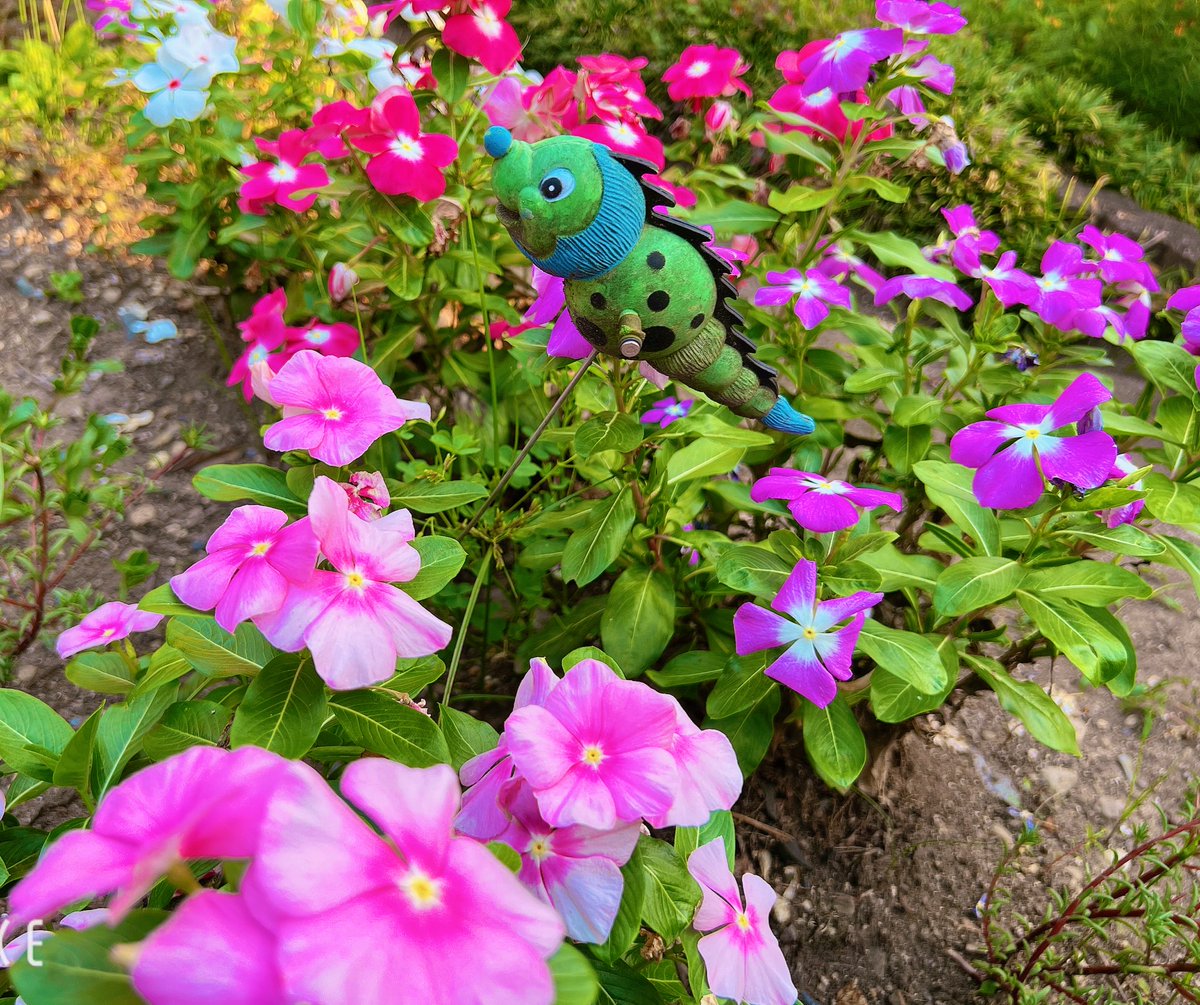 歩いてたら可愛いお花たち見つけた🌸
ふと見つける小さな幸せ✨