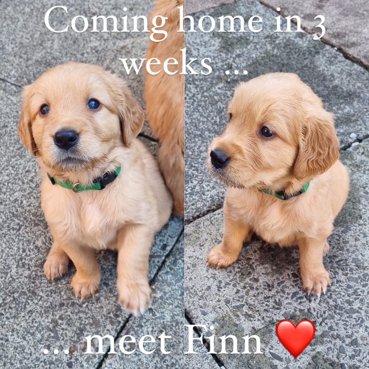 Counting the days until Finn joins the family 🐶