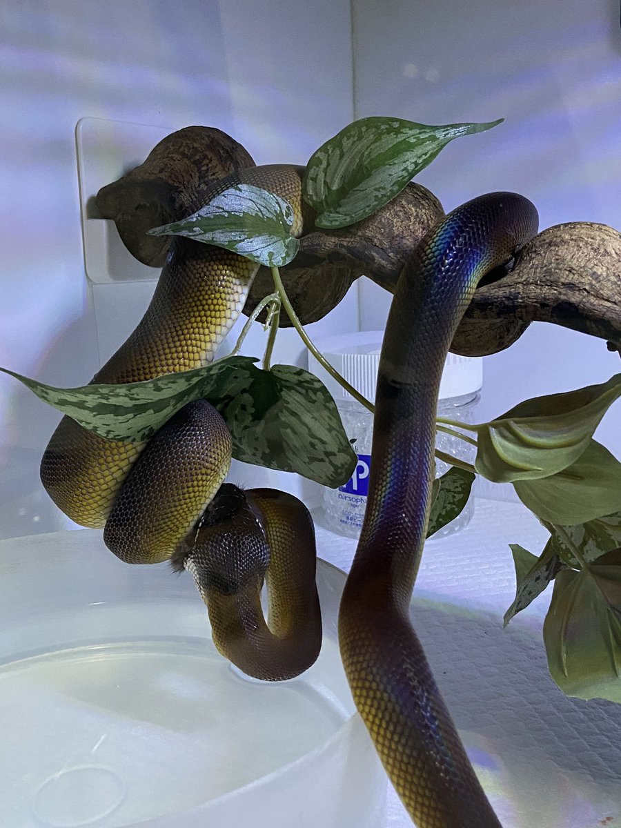 salt_Python_31's tweet image. ラットまでも…🥹
荒い、荒すぎる…😭笑
でも綺麗🥺