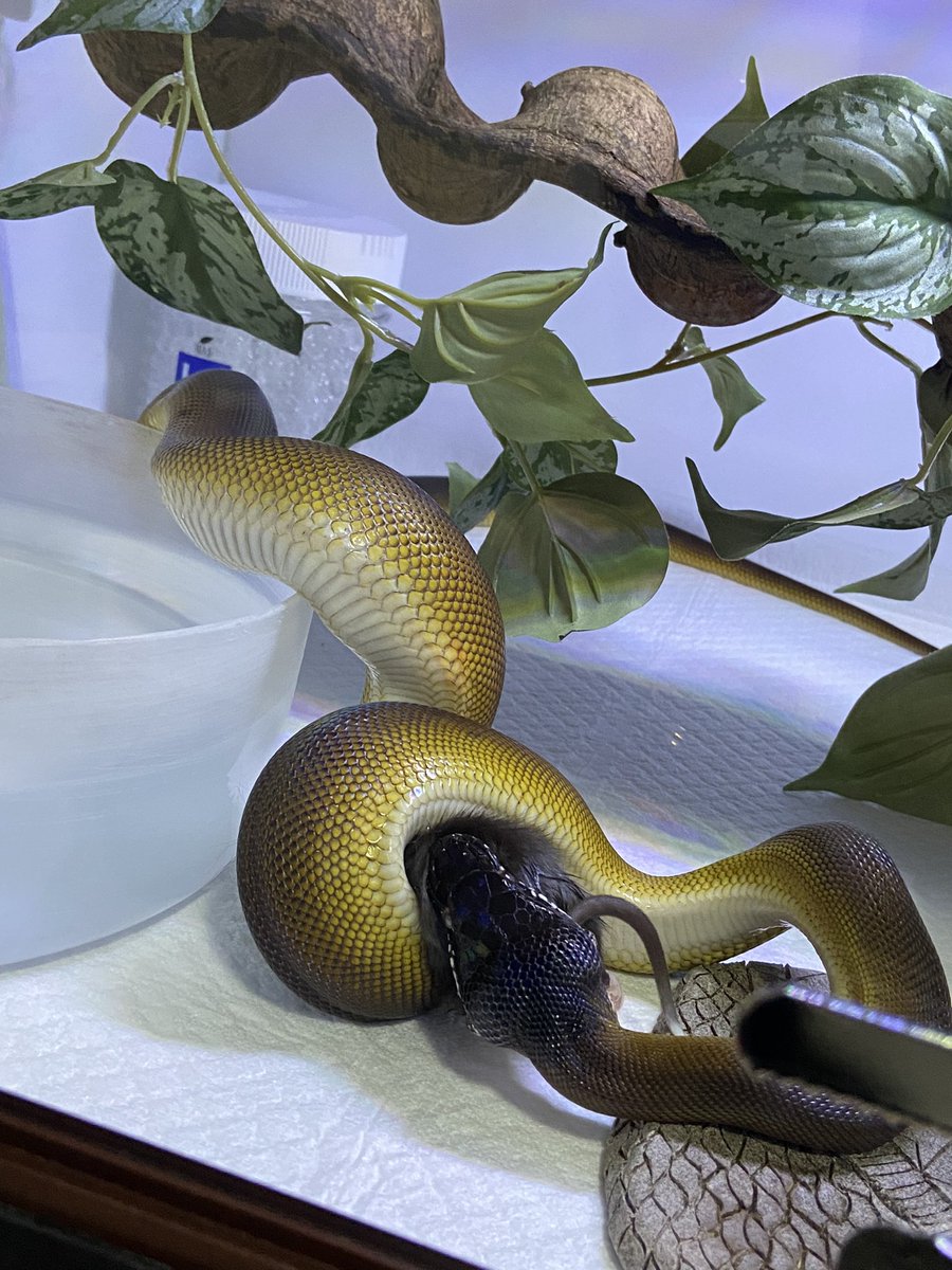 salt_Python_31's tweet image. ラットまでも…🥹
荒い、荒すぎる…😭笑
でも綺麗🥺