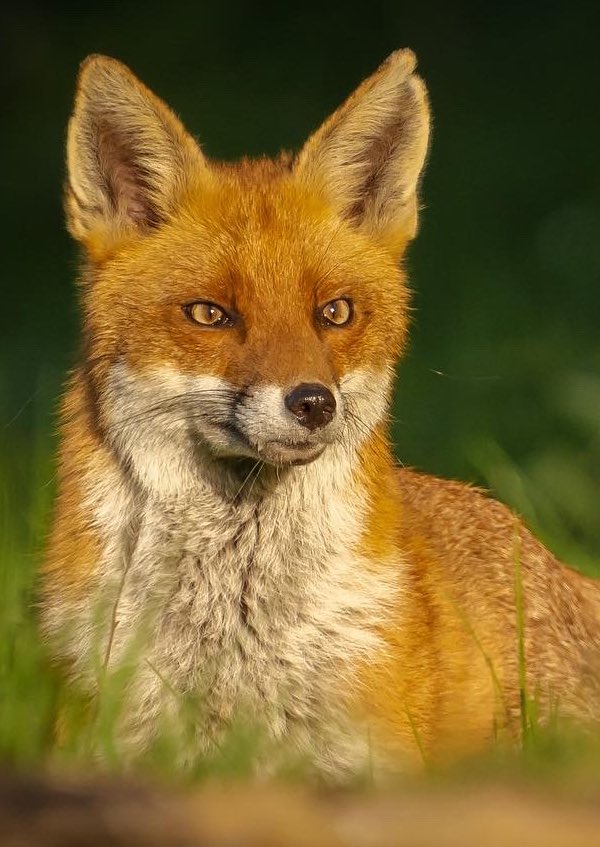 Paul Browning Photography (@paul__browning_) on Twitter photo The vixen sunbathing 🦊 🧡
#FoxOfTheDay <a href="/ChrisGPackham/">Chris Packham</a> #fox
#wildlifephotography #wildlife The vixen sunbathing 🦊 🧡
#FoxOfTheDay <a href="/ChrisGPackham/">Chris Packham</a> #fox
#wildlifephotography #wildlife