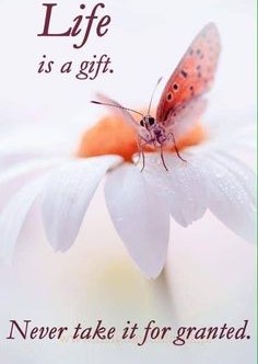 Hamid Allauddin tweet media