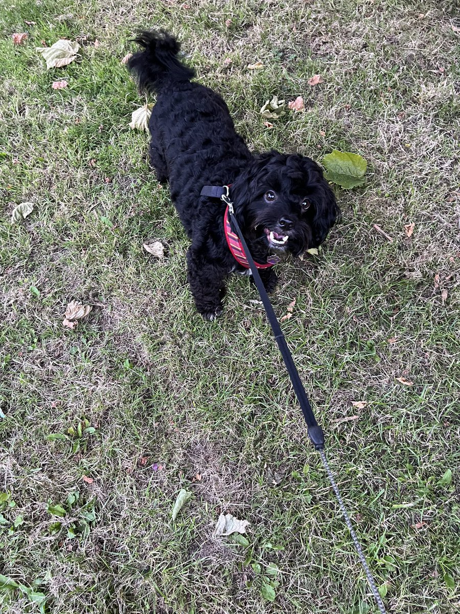 Mumma always takes me fur a walk after her work haz finished. I luffs dis time wivs her. Dis waz yesserday. I luffs my mumma ❤️