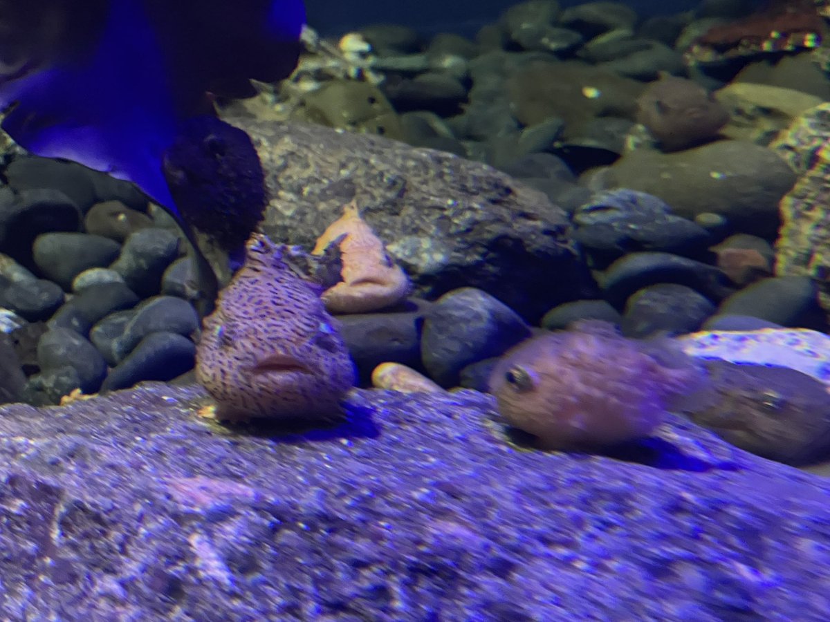 mayumickey1209's tweet photo. 江ノ島水族館でかわい子ちゃん見つけた♡
#ダンゴウオ https://t.co/Nd3Rf3hDv8
