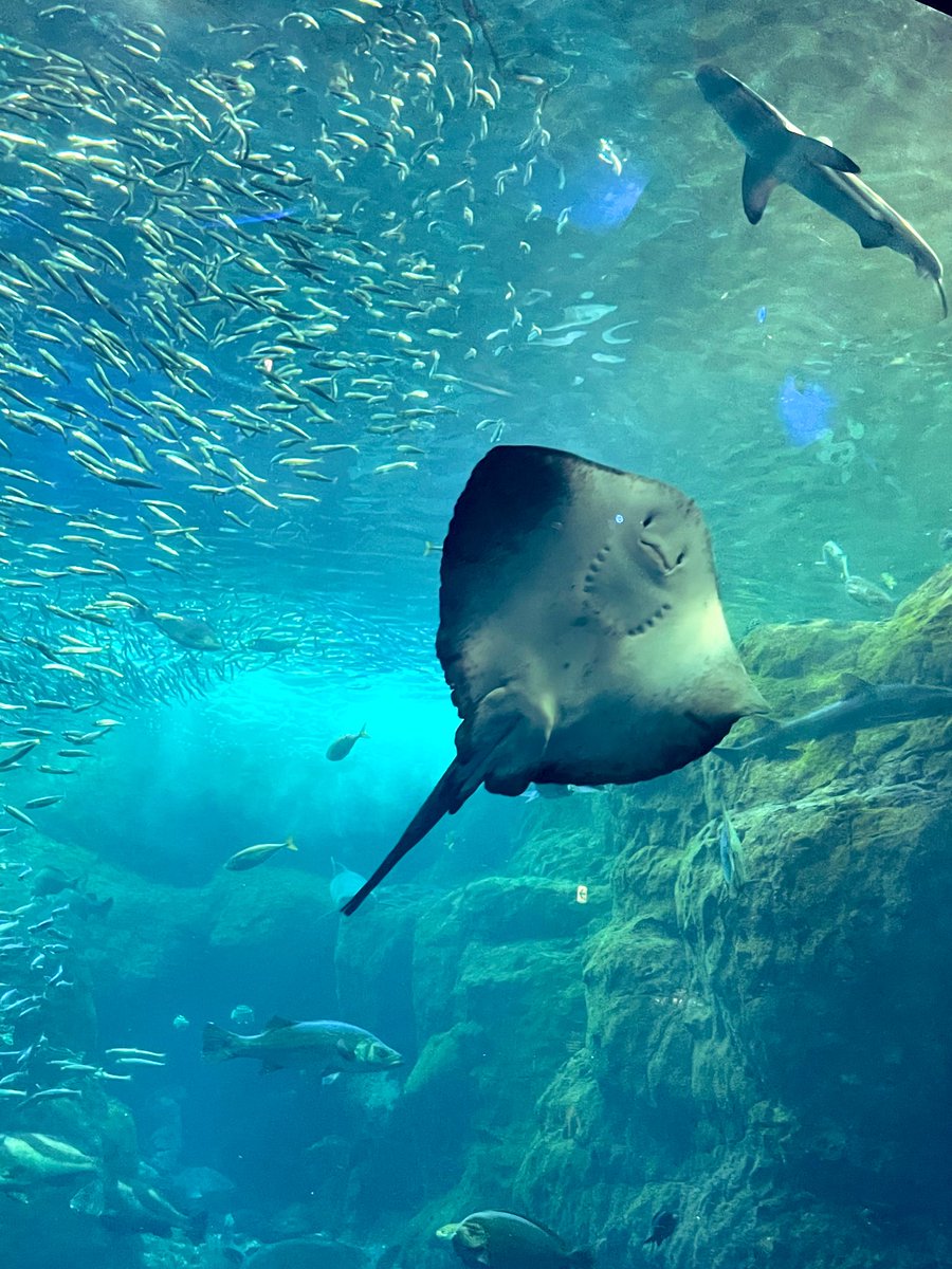 mayumickey1209's tweet photo. 江ノ島水族館でかわい子ちゃん見つけた♡
#ダンゴウオ https://t.co/Nd3Rf3hDv8
