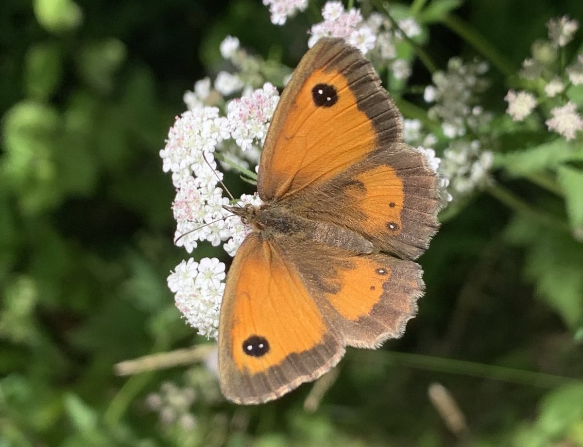 Allthingswildlife (@allthingswild01) on Twitter photo A sunny day but the <a href="/savebutterflies/">Butterfly Conservation 🦋</a> big count was sadly lacking in numbers and species 🦋☹️ A sunny day but the <a href="/savebutterflies/">Butterfly Conservation 🦋</a> big count was sadly lacking in numbers and species 🦋☹️