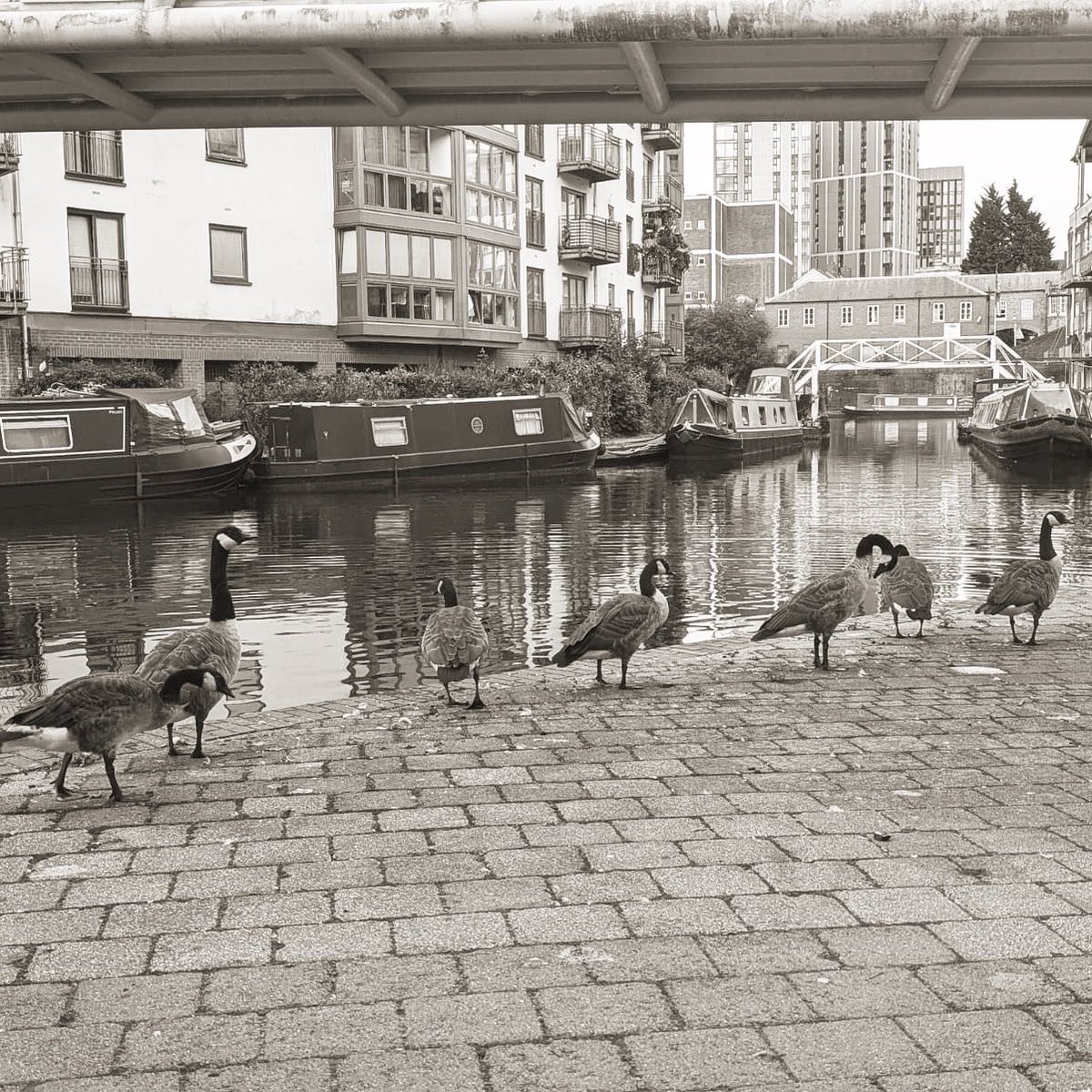 Those pesky ‘Beaky Blinders’ were back again this weekend. “Table for 7 please, bab” 😂 

We’re open and raring to go this fine Sunday, so make sure you come and see us for a big ‘ol roast with all the trimmings! Julia’s Yorkshires are looking particularly delicious today 😉
