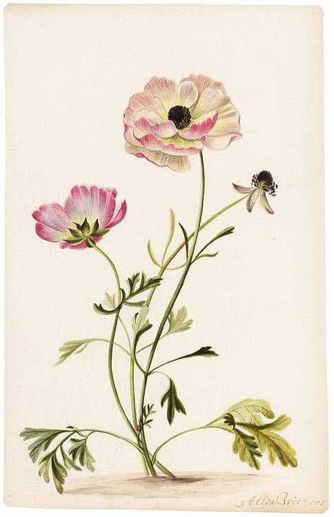 Alida Withoos (c.1661-1730) fue una artista y pintora botánica holandesa.
Fue una de las artistas que ilustraron plantas al servicio de la célebre horticultora, mecenas y coleccionista de arte Agnes Block (1629-1704).