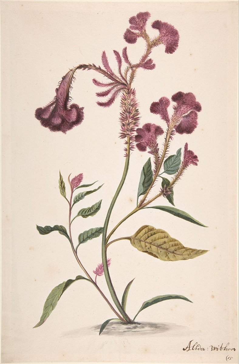 CienciaconArte's tweet photo. Alida Withoos (c.1661-1730) fue una artista y pintora botánica holandesa.
Fue una de las artistas que ilustraron plantas al servicio de la célebre horticultora, mecenas y coleccionista de arte Agnes Block (1629-1704). https://t.co/WpMC7rTvZr