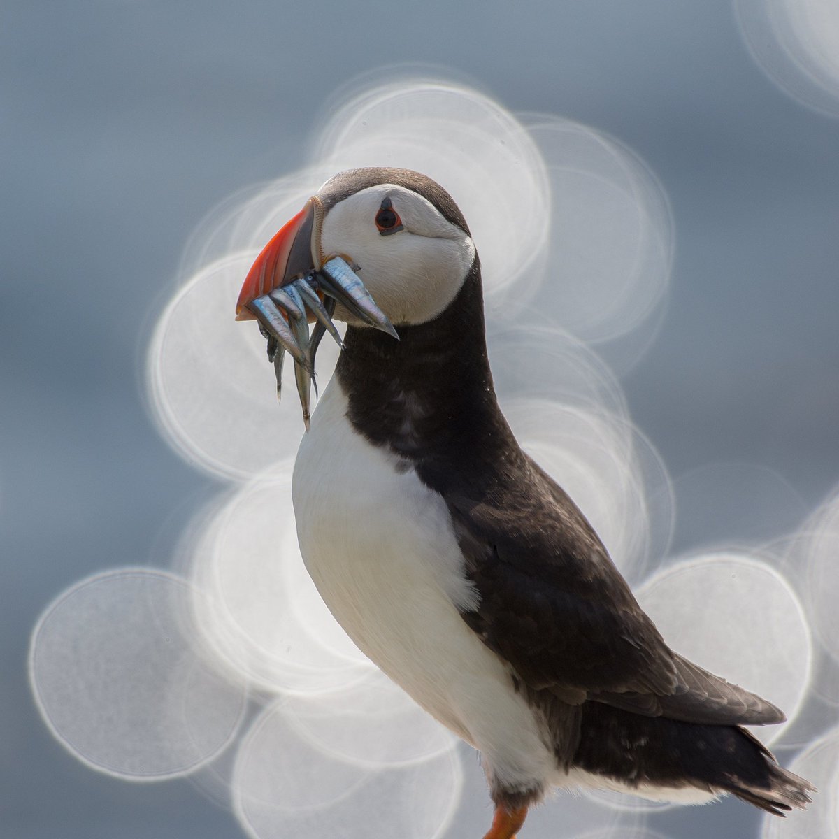 David McCulloch 🏴 tweet media