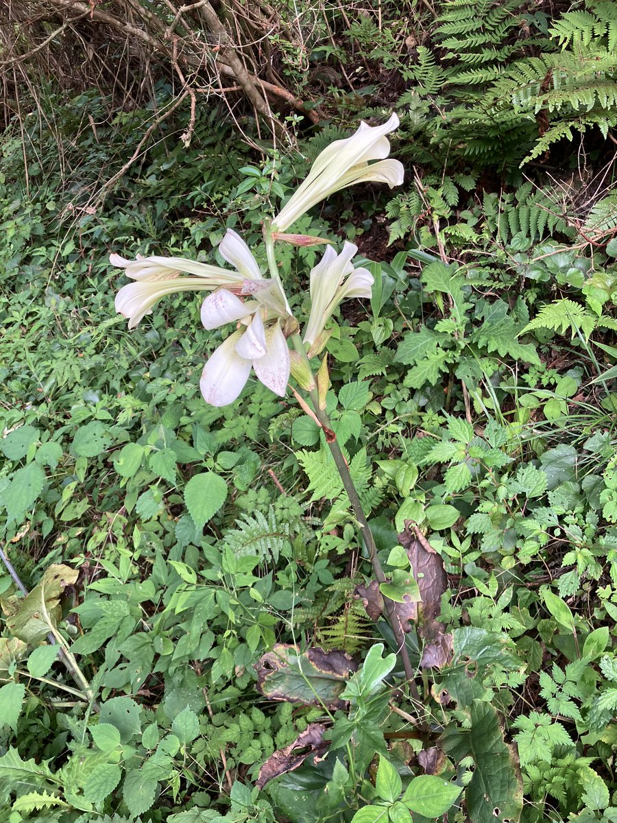 MorotsuKanko's tweet photo. 道路沿いで最近目立ち始めたお花たち
花を楽しむように、草刈りの時にあえて残しておくことが多いようです
#諸塚村 #諸塚村観光協会 #パッチワークの村 #草刈り作業 #R327 #R503 #miyazaki #miyazaki_countryside #morotsuka #morotsukavillage https://t.co/QW0fW8sU7i