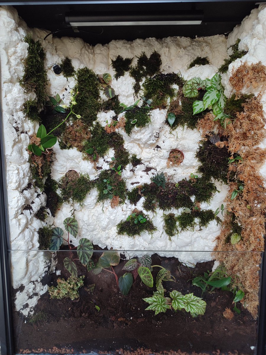 Terrarium gemaakt, kmoet wel meer mos toevoegen maar me ijzerdraad is effe op 🙃