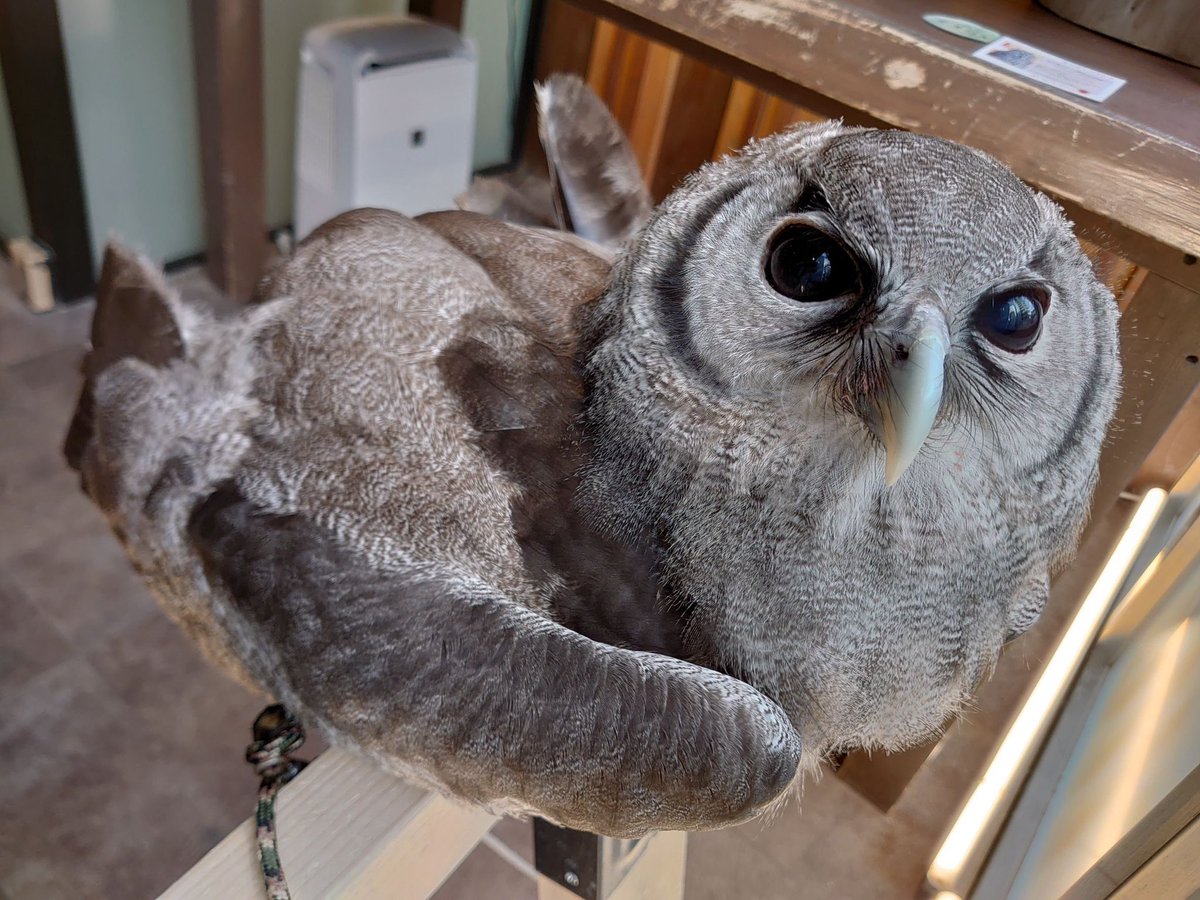 大阪心斎橋 フクロウカフェchouette（シュエット） on X