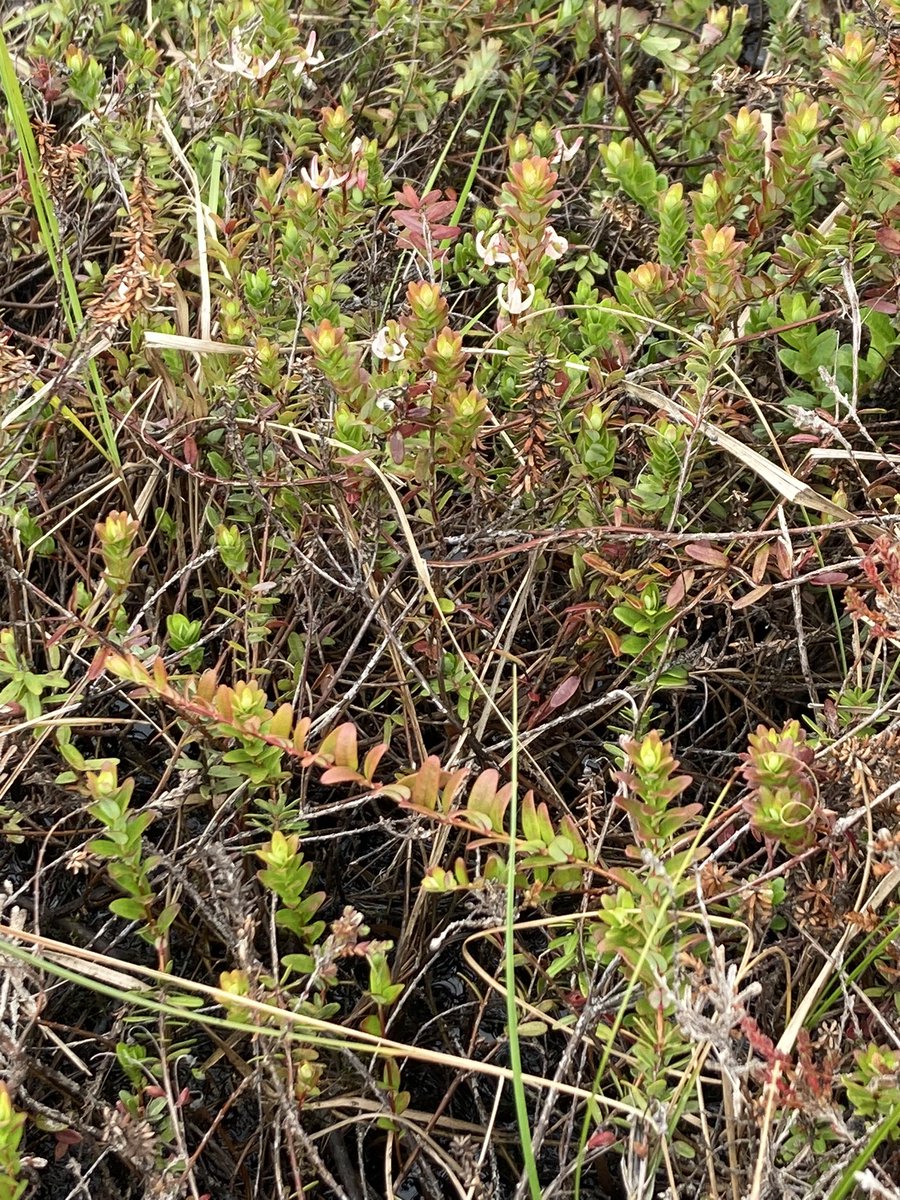 PauldeBos's tweet image. Toch nog bloeiende cranberry’s, aan de rand van Douwkesplak. Wel laat