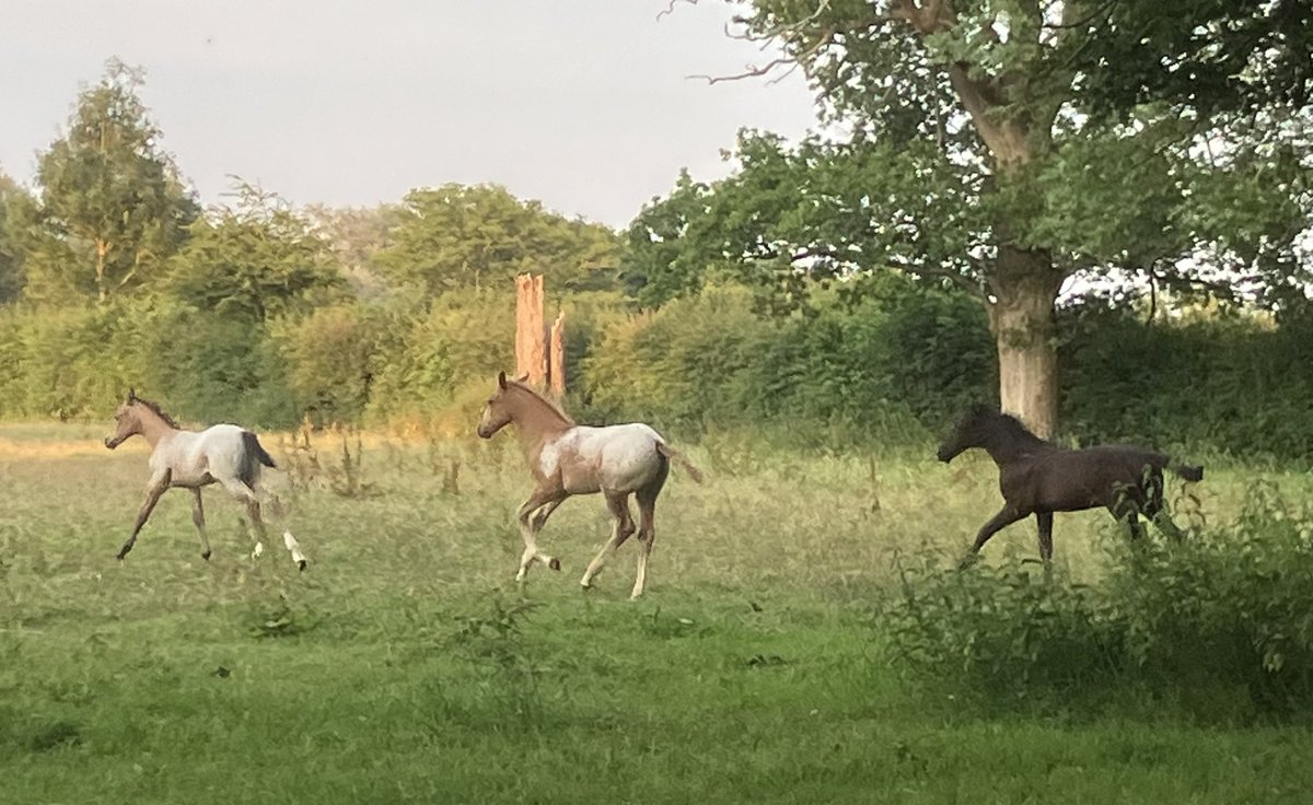 Nicola Chester tweet media