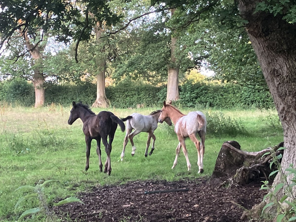 Nicola Chester tweet media