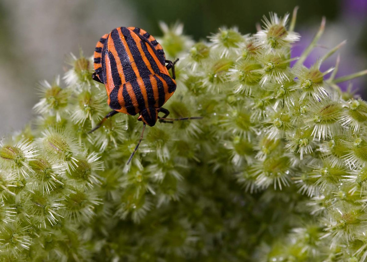 E_van_den_Ham's tweet photo. #DailyPictureTheme is '#Stripes'
#Striped Shield Bug, Punaise arlequin, Strojnica baldaszkówka, Streifenwanze, Pyjamawants of Rood-zwarte streepwants (#Graphosoma lineatum) https://t.co/f3IcWMxYJy