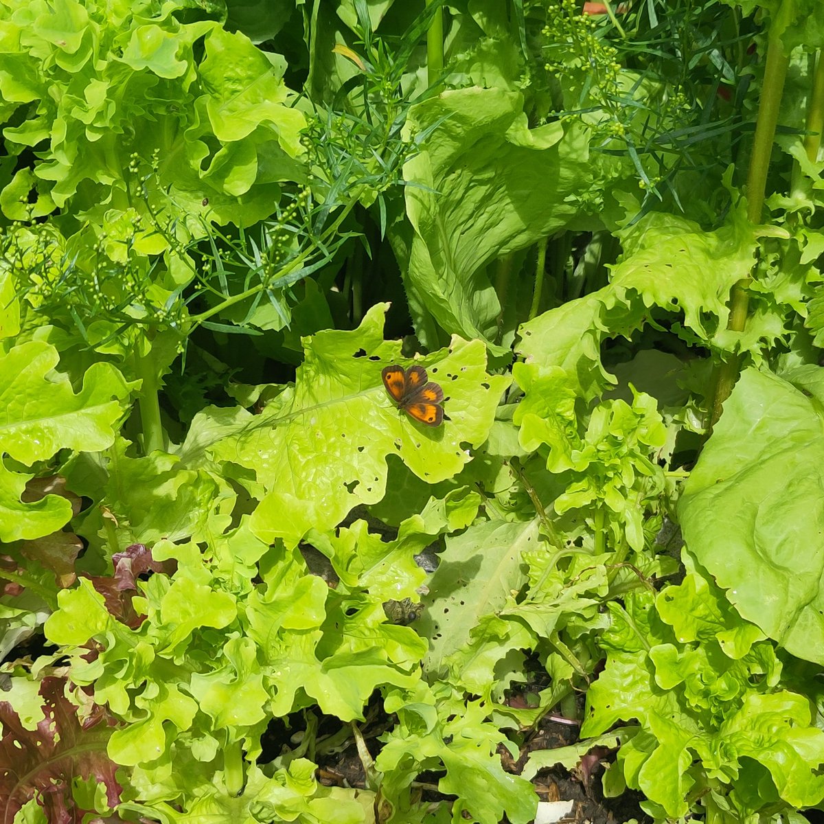 I was pleased to spot a few butterflies in my garden yesterday when doing the #BigButterflyCount