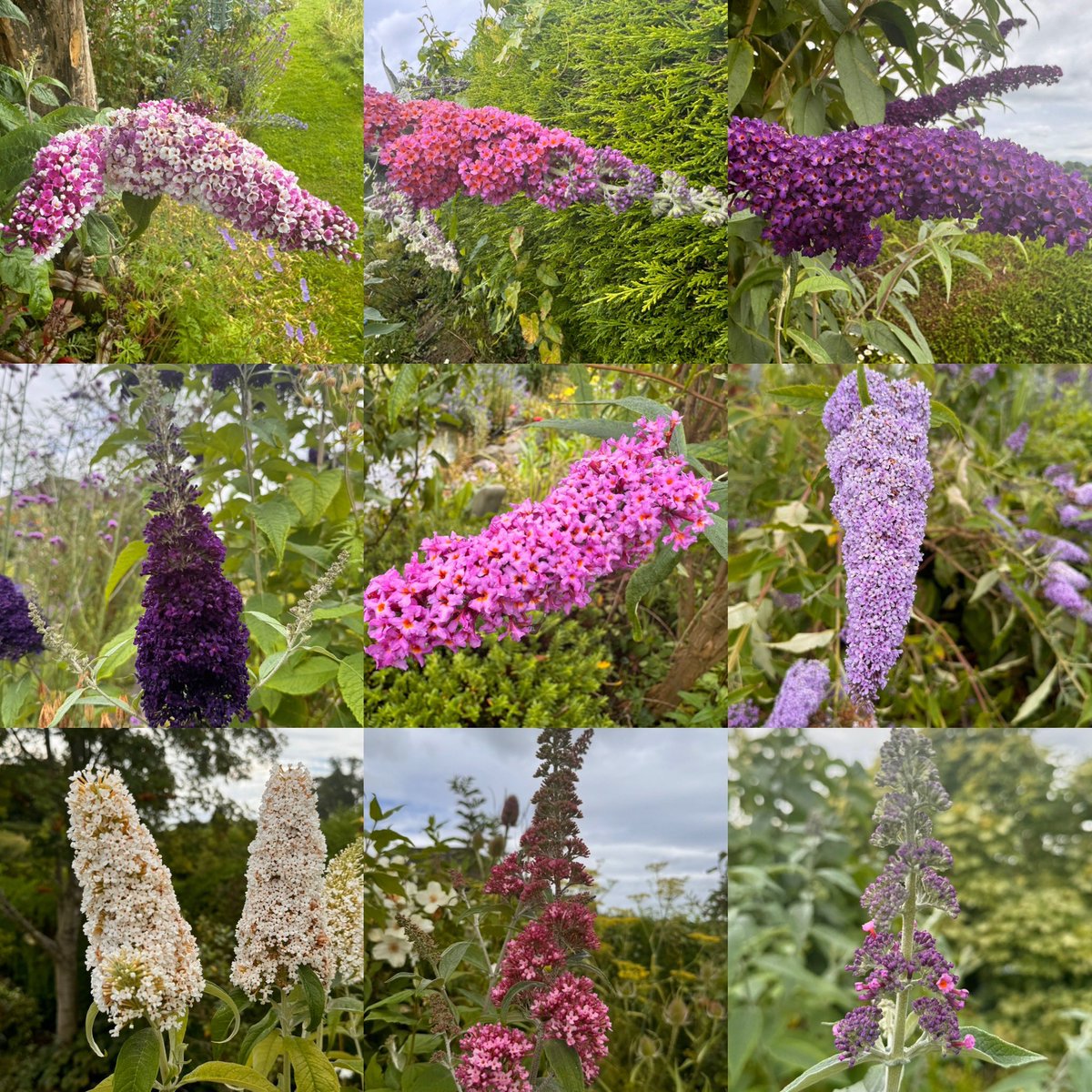 Even our varied array of #Buddleia in the garden doesn’t seem to be attracting the #Pollinators this summer. 
So sad to witness a near collapse in the base of our food chain. 
I’ll keep on #GardeningForWildlife but our small oasis won’t cut it. 
We need full landscape recovery.