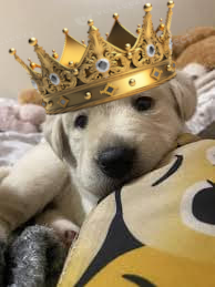 frankenhooker🇦🇲 tweet media