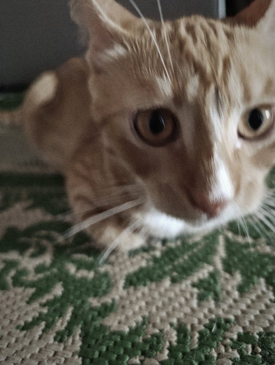 tadashi03wq's tweet photo. #MYCAT | `` ( 고양이 ) ) если мой кот примет вас,то я выйду за вас замуж ``

#cat #love #meandcat https://t.co/JWvVBoFSfq