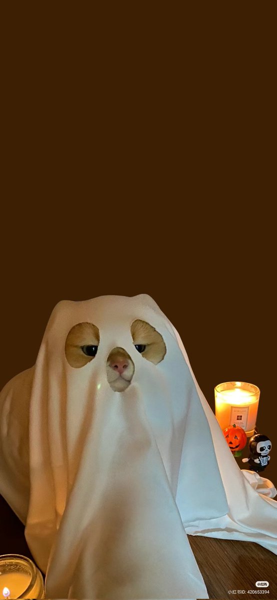 No Context Cats tweet media