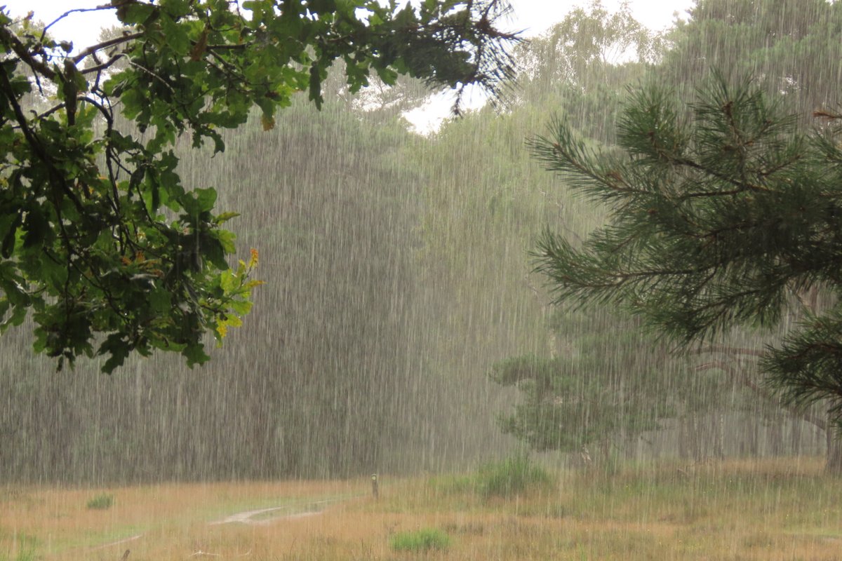 Elsbeth Kwant tweet media