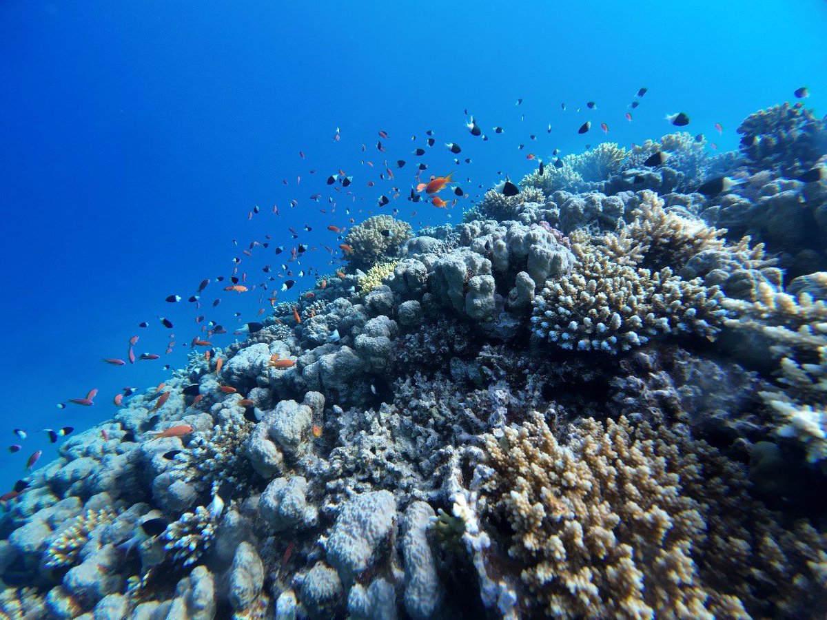 #redsea