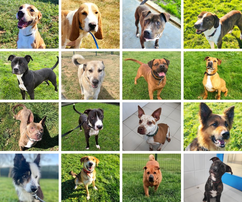 🐶¡Hoy se celebra el #DíaDelPerro! ¿Te animas a adoptar a alguno?

💕Estos son algunos de los que tenemos bajo tutela, que buscan un hogar definitivo
📸Puedes conocerlos aquí: i.mtr.cool/qnqaeljilj

Si quieres adoptar o informarte:
📧adopciones.teran@anicura.es 
☎️985 26 19 26