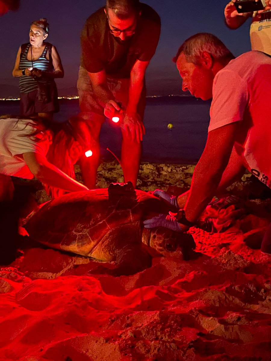 2° nido de tortuga en la playa de Arenales del Sol! #tortugaboba #Elche #Elx <a href="/Margallo_Elx/">Margalló-Ecologistes en Acció d'Elx</a> <a href="/xalocmar/">Xaloc</a> <a href="/ajuntamentelx/">Ayuntamiento de Elche - Ajuntament d'Elx</a> . 
Hoy, nuestro Voluntariado #RASTROSENLAARENA ha podido descubrir un nuevo nido, traslocado por su seguridad. 117 huevos en total, 97 traslocados al carabassi.