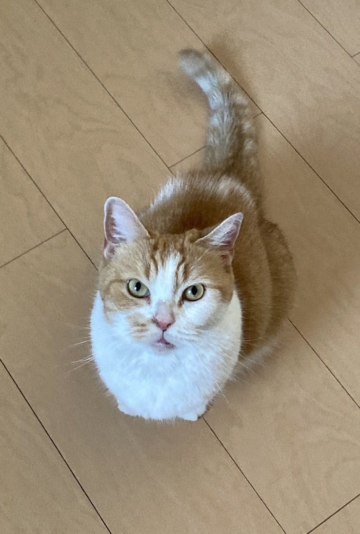今日で９歳になりました(^-^)！！
Happy birthday to 豆助😺😁