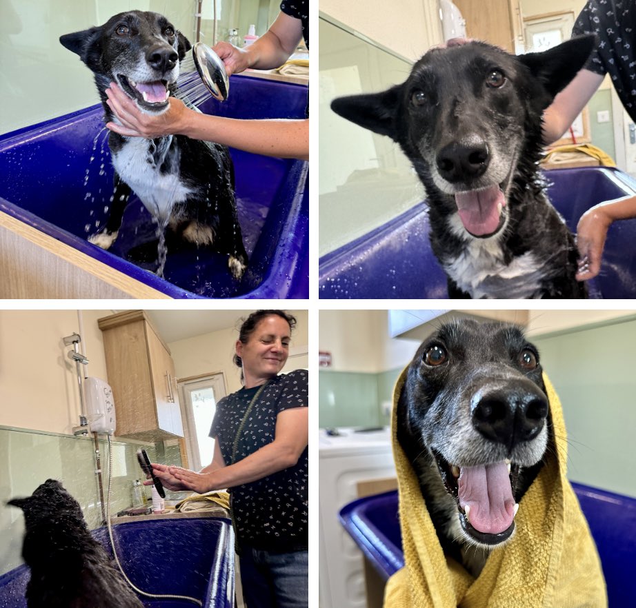 Dogs4Rescue tweet picture