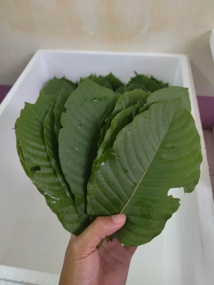 ใบกระท่อมสด นครพนม ปิดกิจการ 🌿 (@KratomNPK) / Posts / X