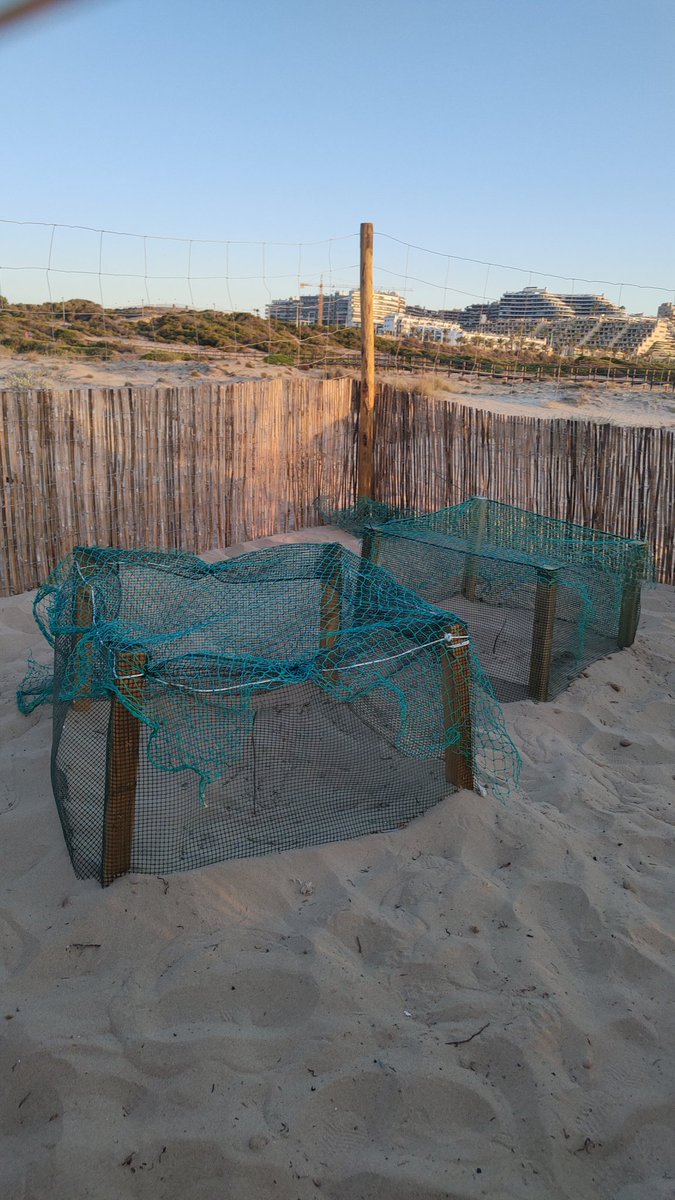 Ya tenemos 2 nidos custodiados!! #rastrosenlaarena2024 #Elx #Elche #tortugaboba #Voluntariadoambiental