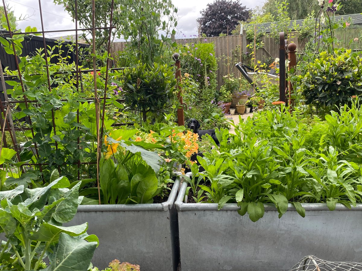 Sophie B tweet media