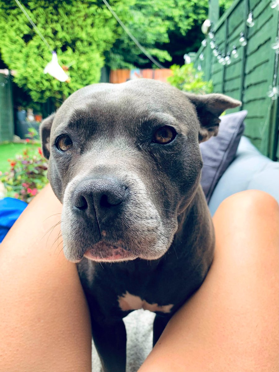 IsaMary2021's tweet photo. Mum you look very comfy.  Can I join you for a cwtch? 🤗🩷🩷 #IsaMary #DogsAreLove #DogsAreFamily #CuddleMonster https://t.co/baFXowkMqp