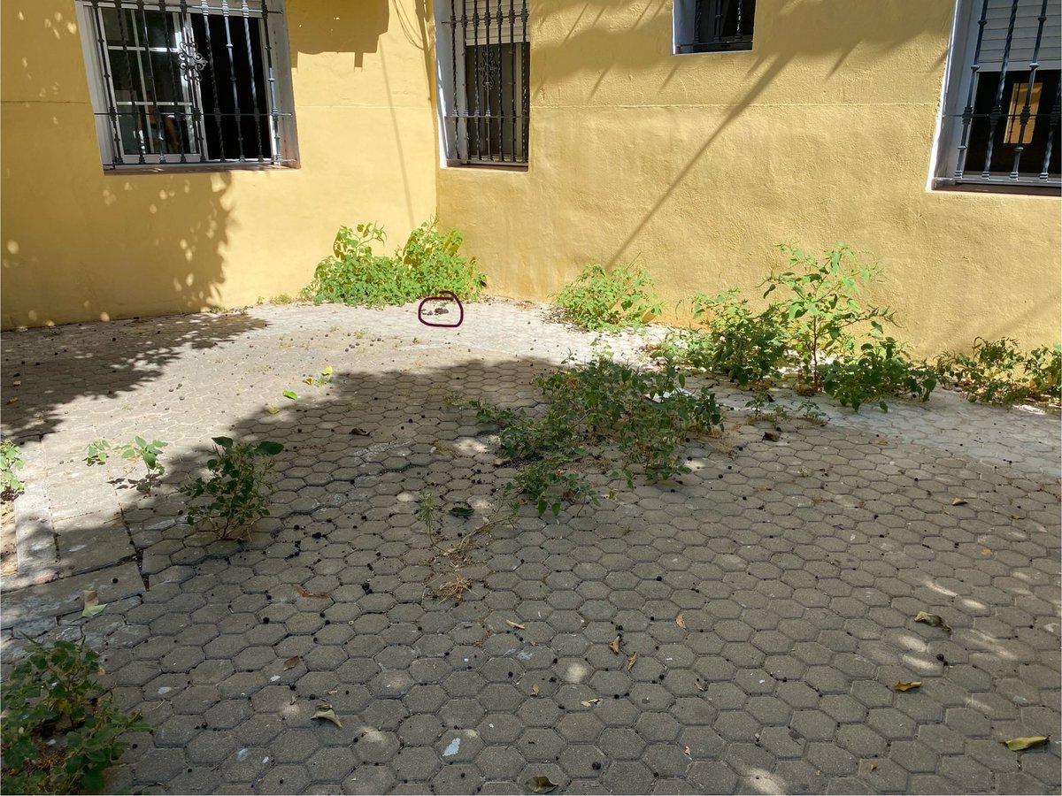Manolin_15's tweet photo. @Ayto_Sevilla, @LipasamSevilla , @AAVPioXII , creéis normal que el barrio esté de esta manera https://t.co/OTqfQKE81D