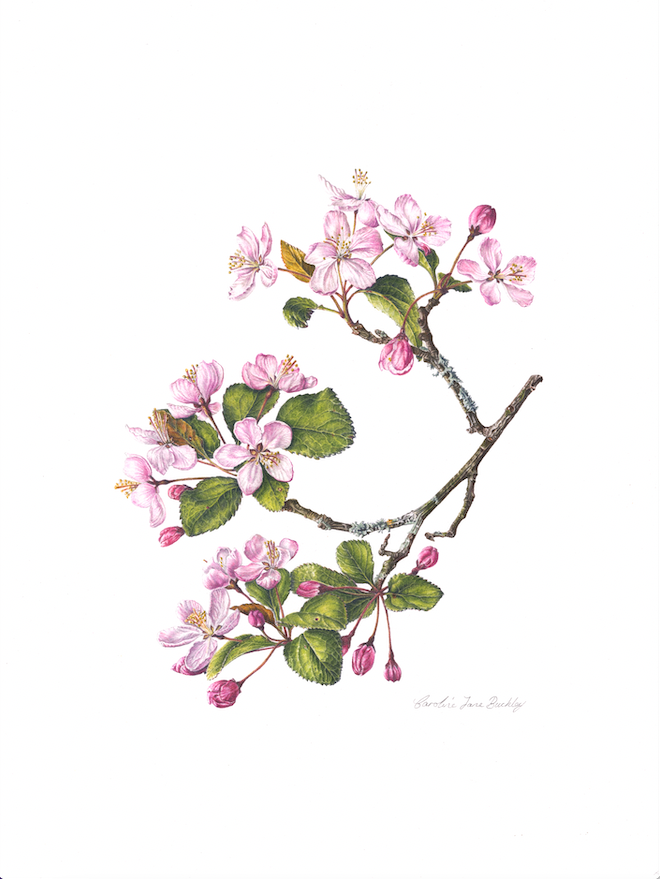 Could you be the 2025 Artist in Residence for The Plant Review magazine? 🎨 

Open to all, enter by 30 September 2024 for the chance to receive a £1,000 commission to have your art featured on the front page of our quarterly magazine.  

Find out more: rhs.org.uk/competitions/a…